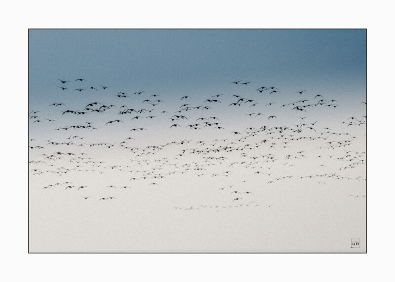 Ciel et oiseaux