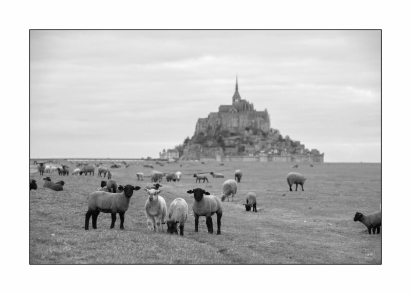 Moutons et Mont St Michel